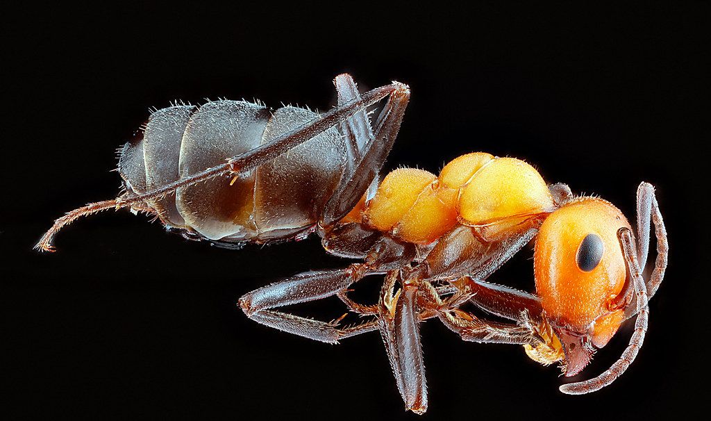 Ant Control service in Sandy, UT