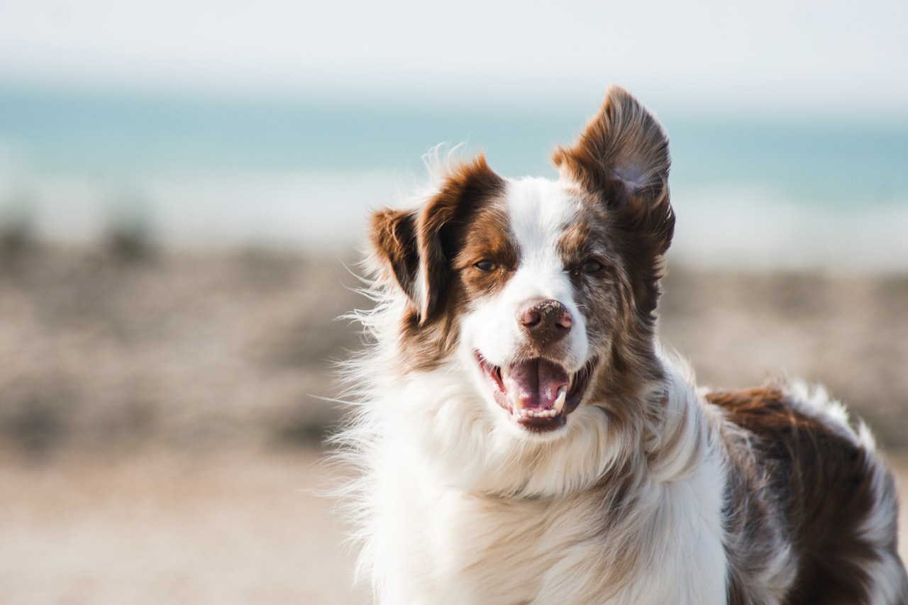 Flea & Tick Control service in Sandy, UT