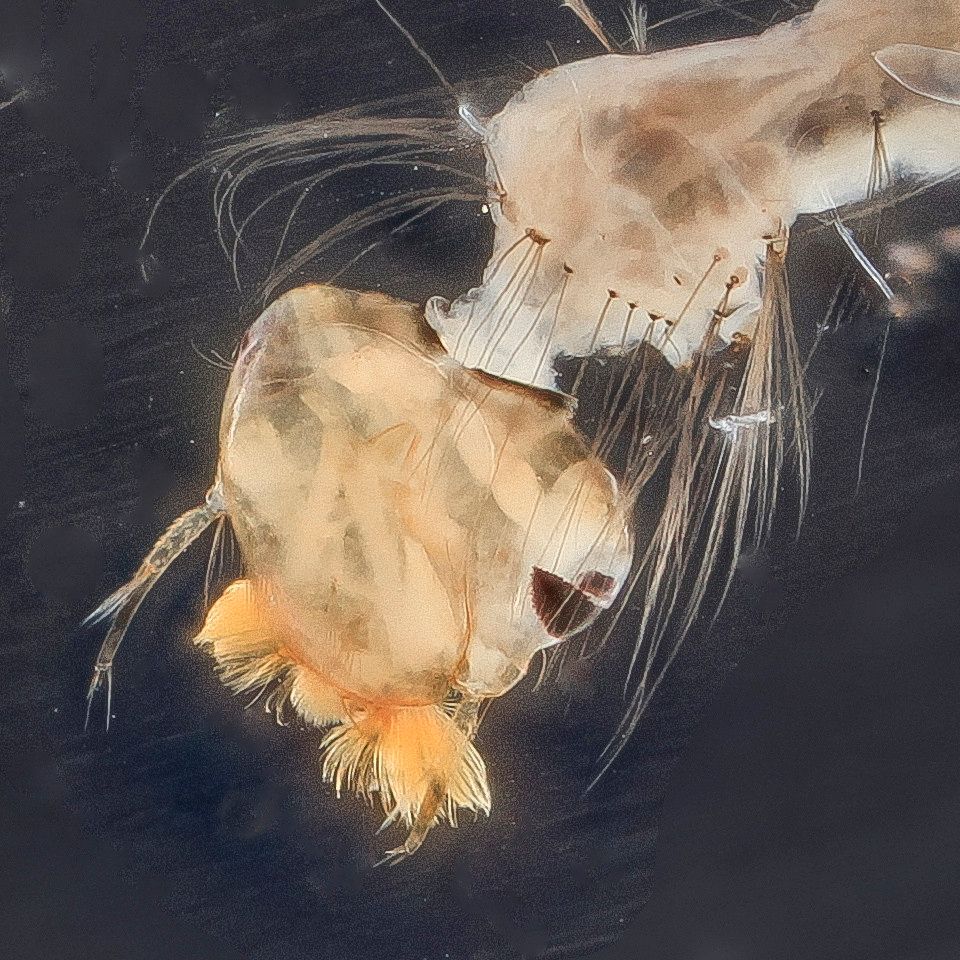 Mosquito Control service in Sandy, UT