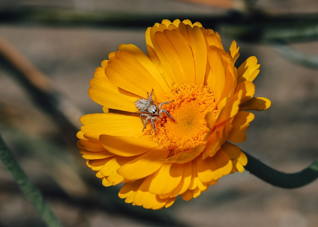 Spider Control service in Sandy, UT